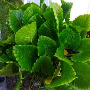 Taro Colocasias